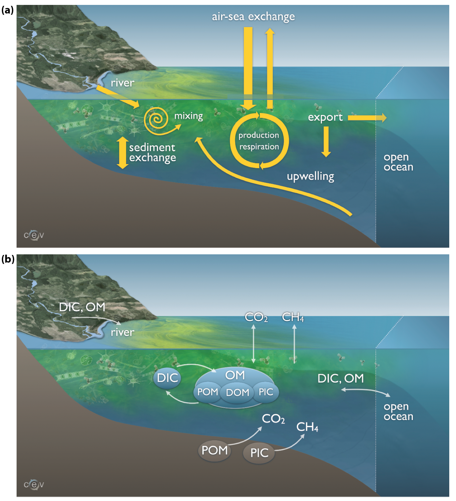 Carbon Sinks In The Ocean