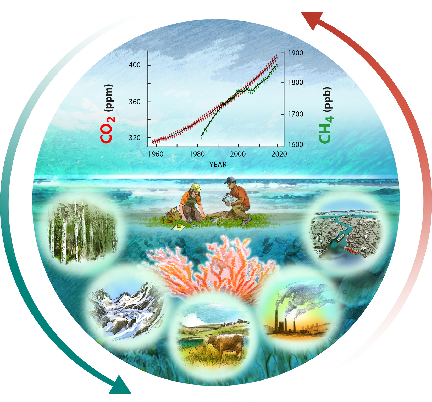 Coastal vegetation and estuaries are collectively a greenhouse gas sink